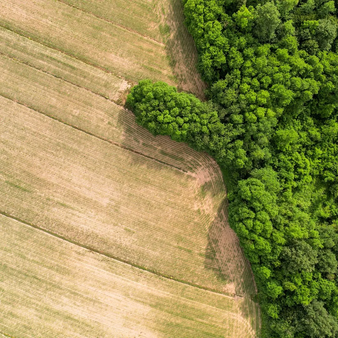 Vista aérea de lavoura ao lado de área de mata nativa